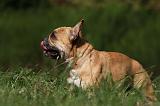 BOULEDOGUE FRANCAIS 860